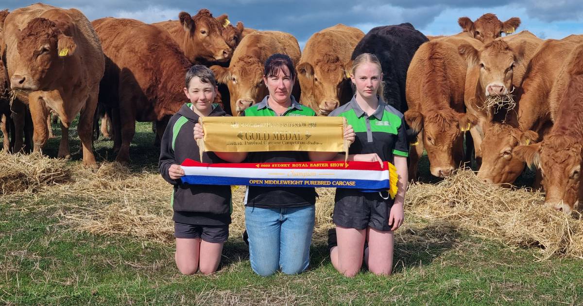 Sydney success for Morrisvale Limousin