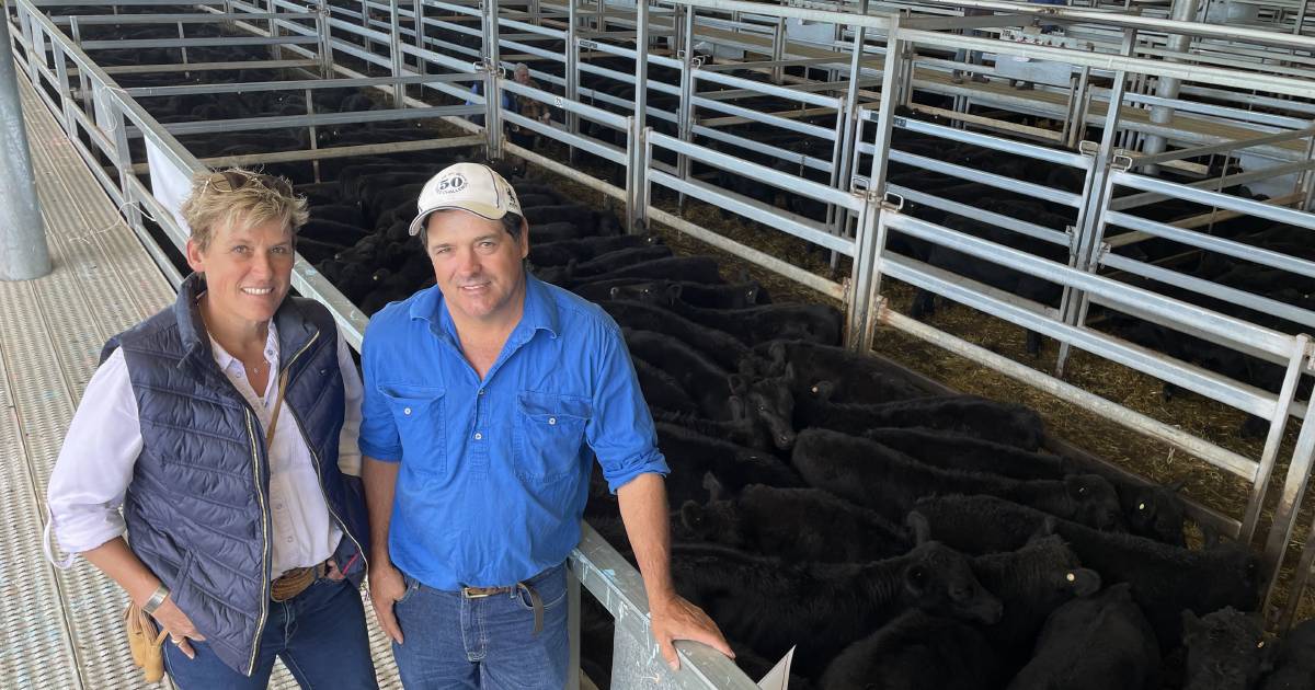 Autumn weaner steers feature at Carcoar sale