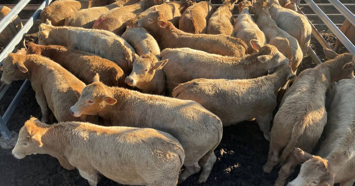 Weaner steers sell to a top of $1400/hd at Toogoolawah weaner steer show and sale | Queensland Country Life