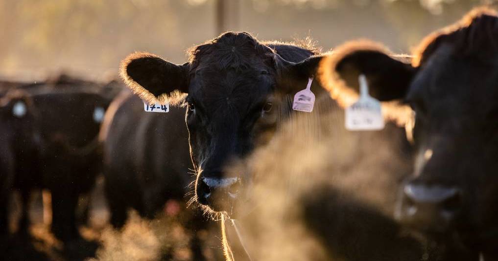 Mort and Co hold community engagement in Beef Capital today