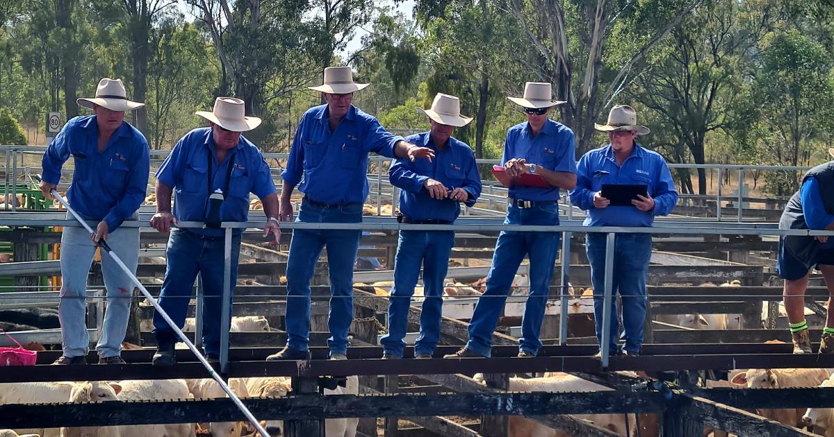 Charbray steers top of buyers' lists at Pratts weaner sale