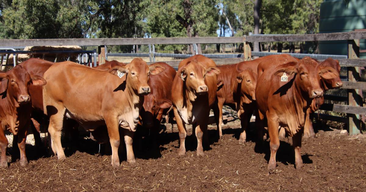 Droughtmaster heifers top at $3210 on AuctionsPlus