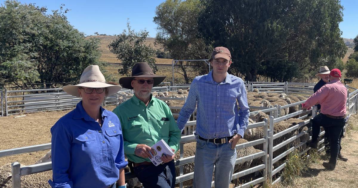 Merino ewes impressed competition judge