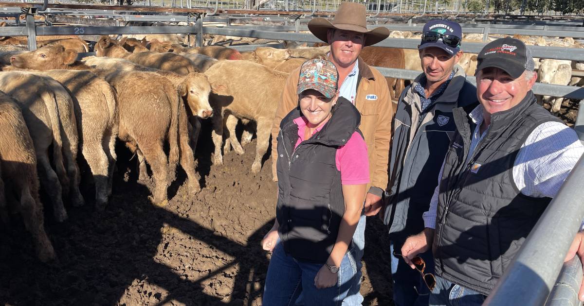 Weaners steers top $1400 at Toogoolawah | Queensland Country Life