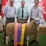 Clean sweep for Tattykeel Australian Whites at state sheep show