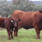 Paddock trees and dams at Bethungra| Photos | The Land