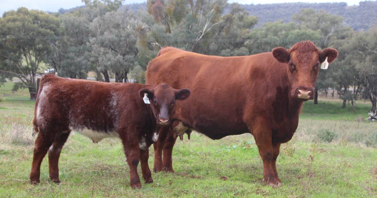 Beef producers purchasing top tier genetics | The Land