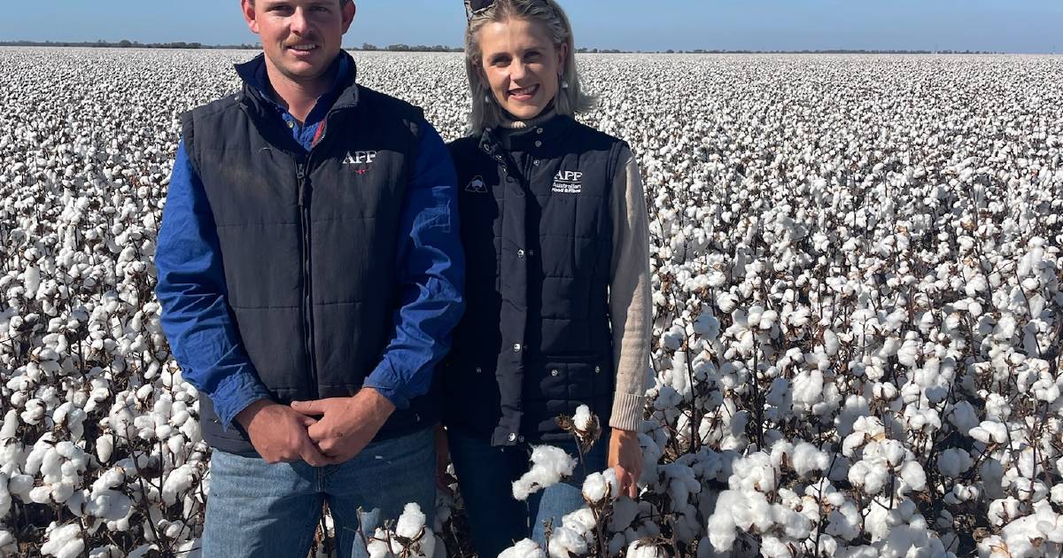 Mixed bag for state's cotton pick