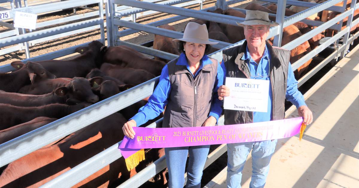 Droughtmaster steers 448c at Biggenden