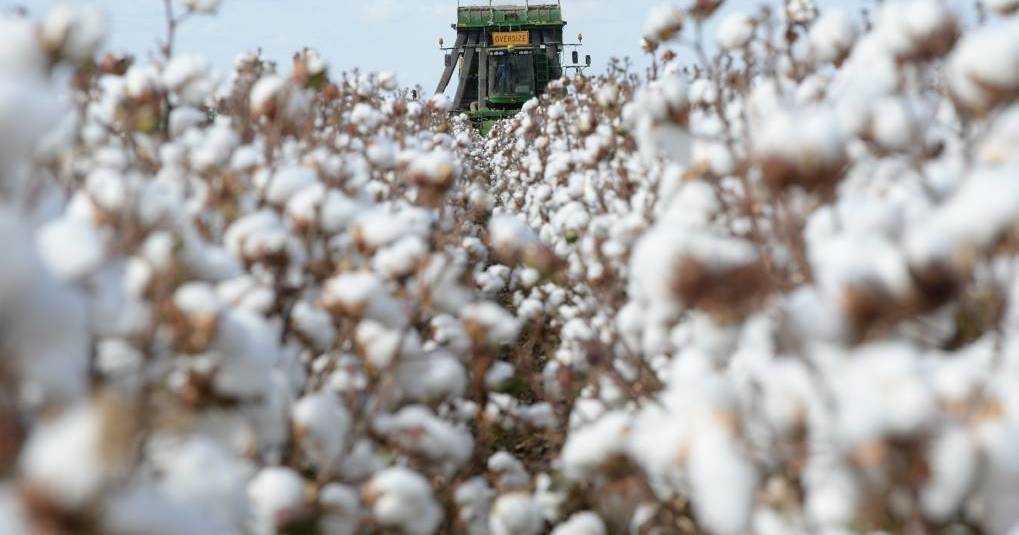 The Australian Cotton tour includes Tamworth, Boggabri and Narrabri | The Land