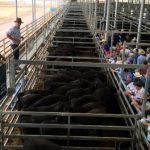 2023 Paradise Lagoons Campdraft competition attracts 1700 nominations and hundreds of competitors across Australia | Queensland Country Life