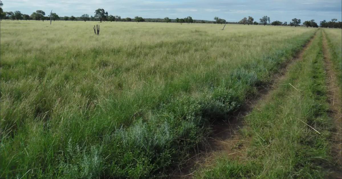 Springvale delivers sheep, cattle and goat harvesting | Video