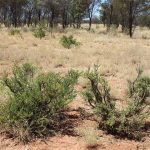 About 2000 goats yarded at Dubbo