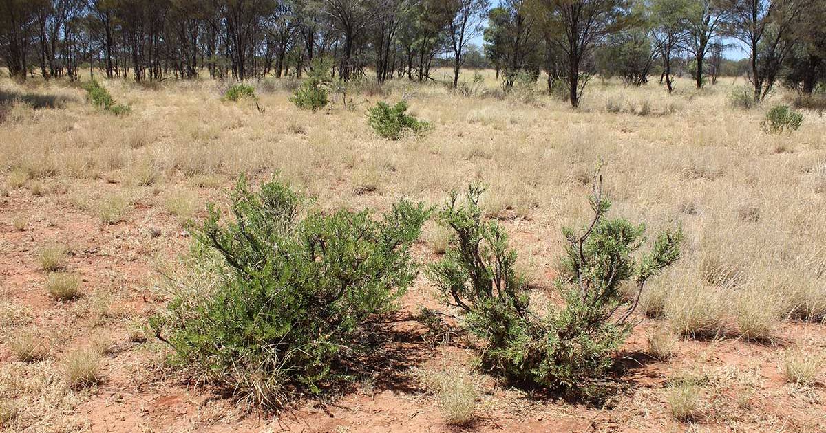 Research station cattle died of cyanide poisoning, investigation finds | The North West Star