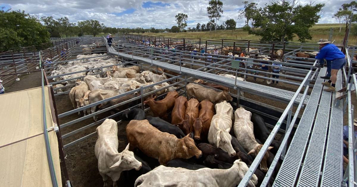 Solid demand for weaners at Monto