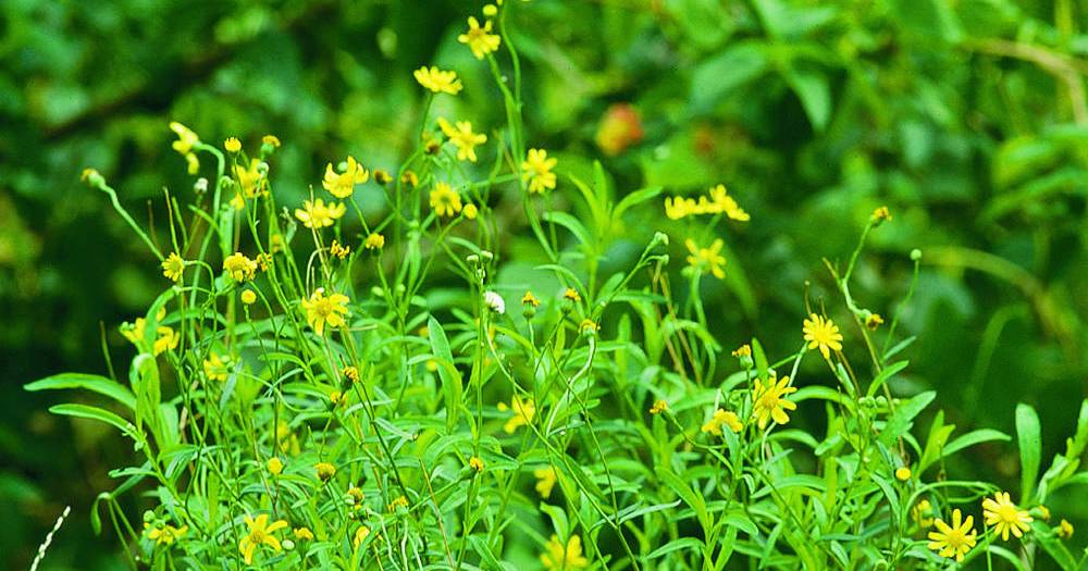 Fireweed 'overwhelming' the Lockyer Valley