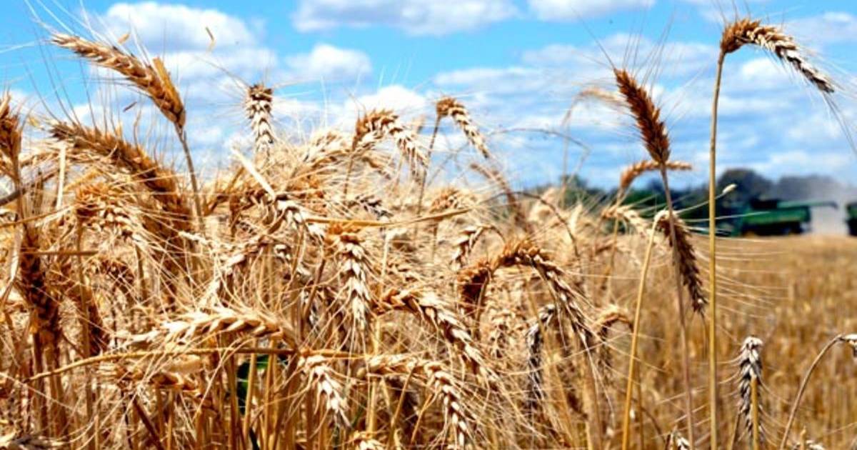 Dry weather supporting Australian grain markets | Queensland Country Life