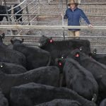 Market back at Yass weaner sale