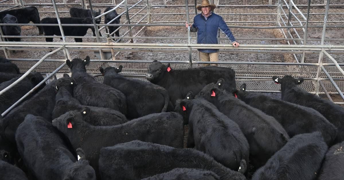 Good support for first Autumn Weaner and Feeder sale at Dubbo | The Land