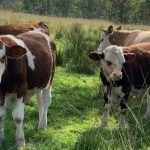 Steers 280-330kg reach 438c at Roma