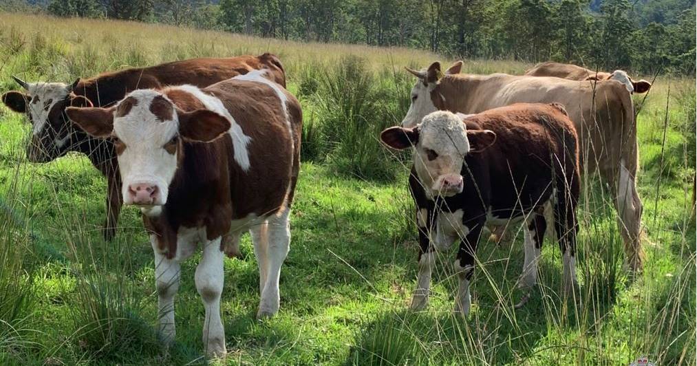 The cattle have ‘disappeared’ from a Birdwood property | The Land