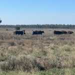 Clean sweep for Tattykeel Australian Whites at state sheep show