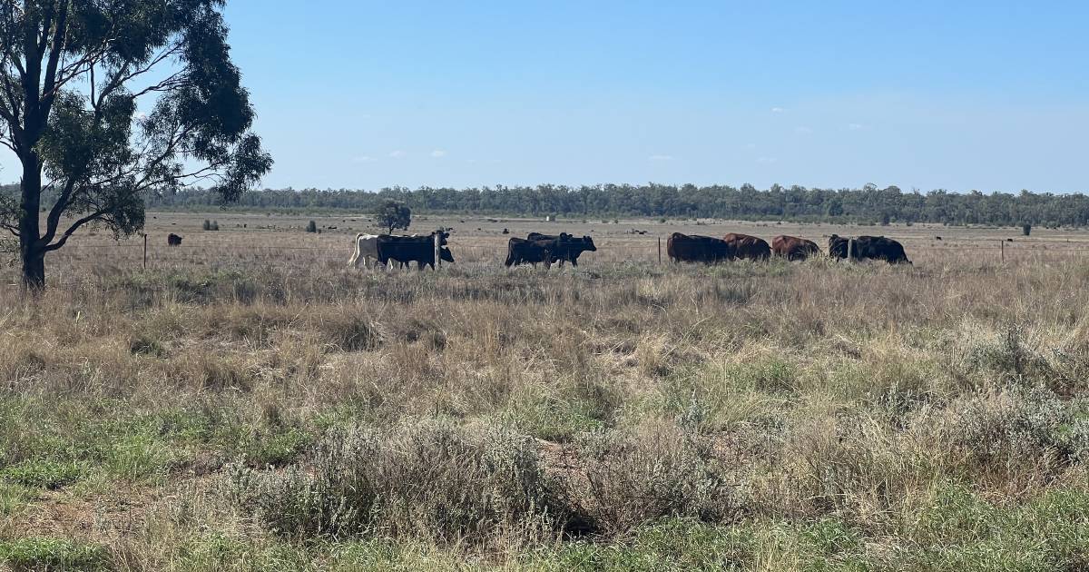 Well located Western Downs country makes $3.7 million