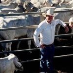 Cobar superfine stud a talking point at Charleville