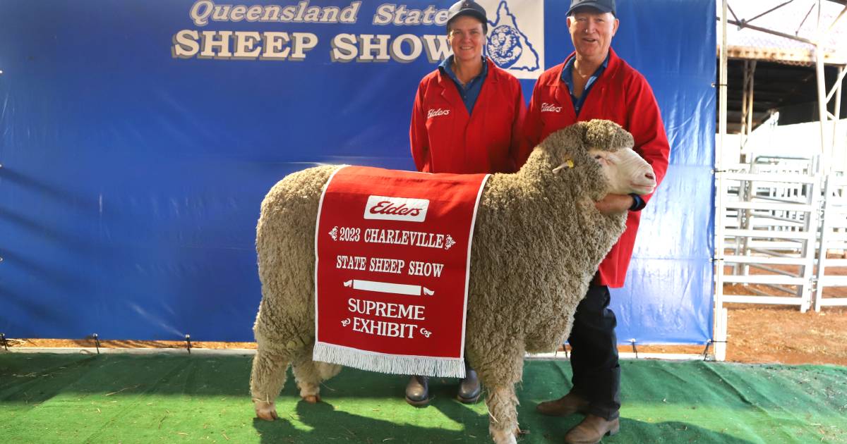 Wilgunyah, Tamaleuca, Mt Ascot share honours at Qld state sheep show 2023 | Queensland Country Life