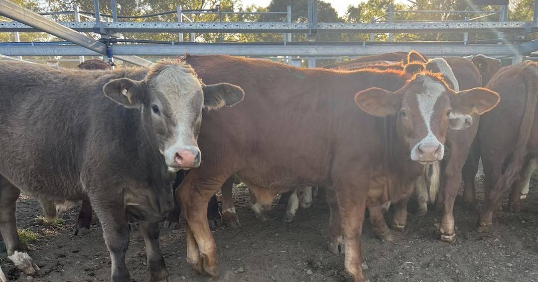 Brahman cows to $1698 at Monto sale