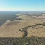 Pastoral and local cattle in demand