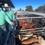 Tags could drive sheep farmers out of industry