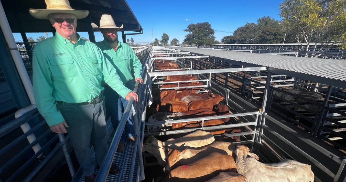 Feeder and weaner steers in demand at Gracemere