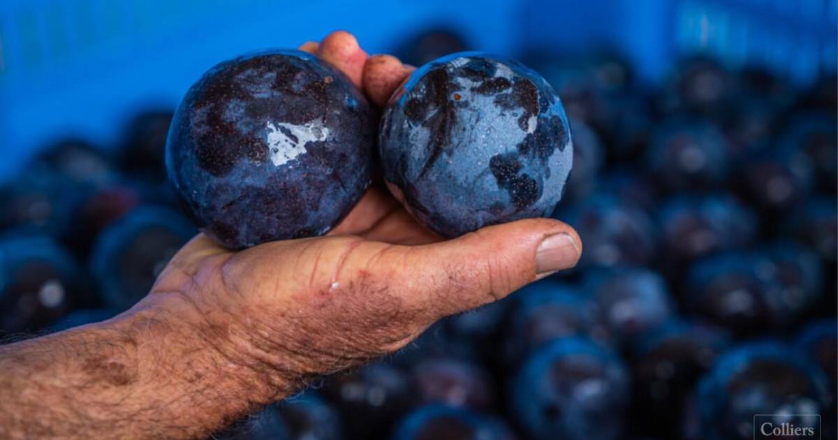 Wollemi Farms buys Goodrich's Queen Garnet plum orchard | Video