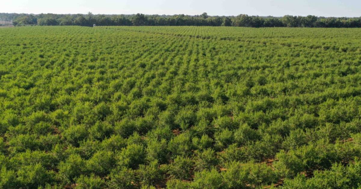 Riverina almond orchard with more than 200,000 trees