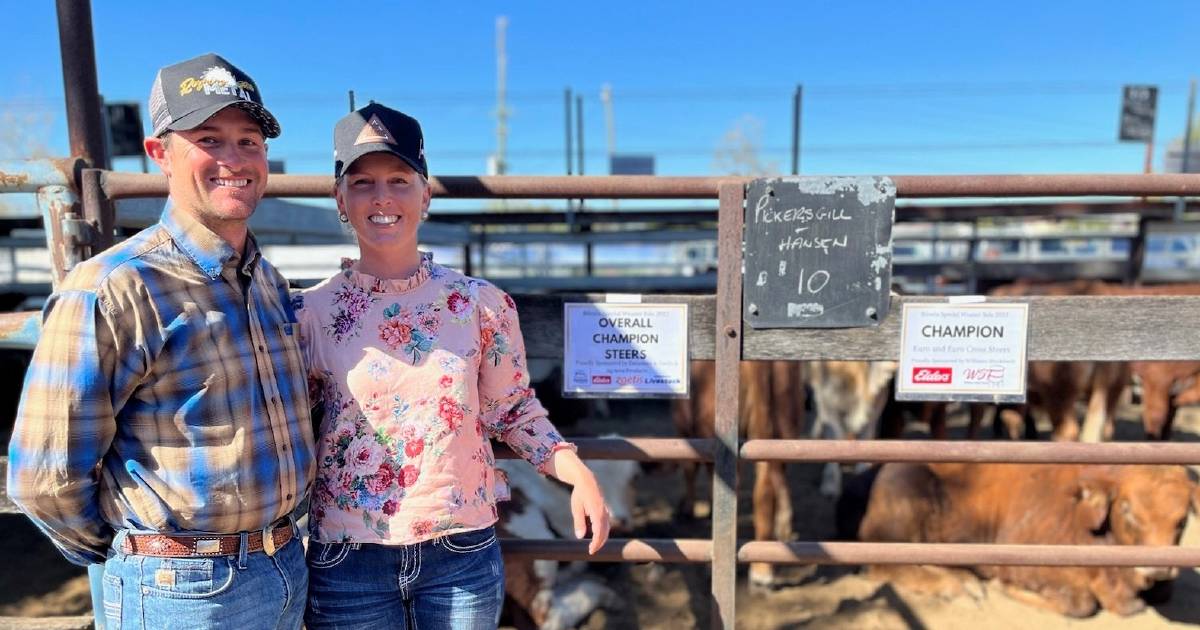 Biloela special weaner sale 1575 head