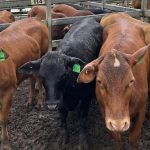 Big farm sales in the Central and Northern regions drove prices