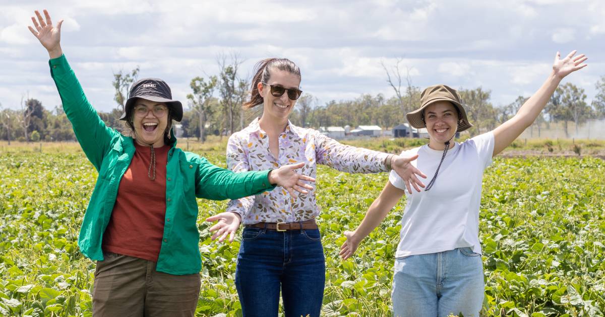 Spotlight on improving the yield of ‘money’ beans | Queensland Country Life