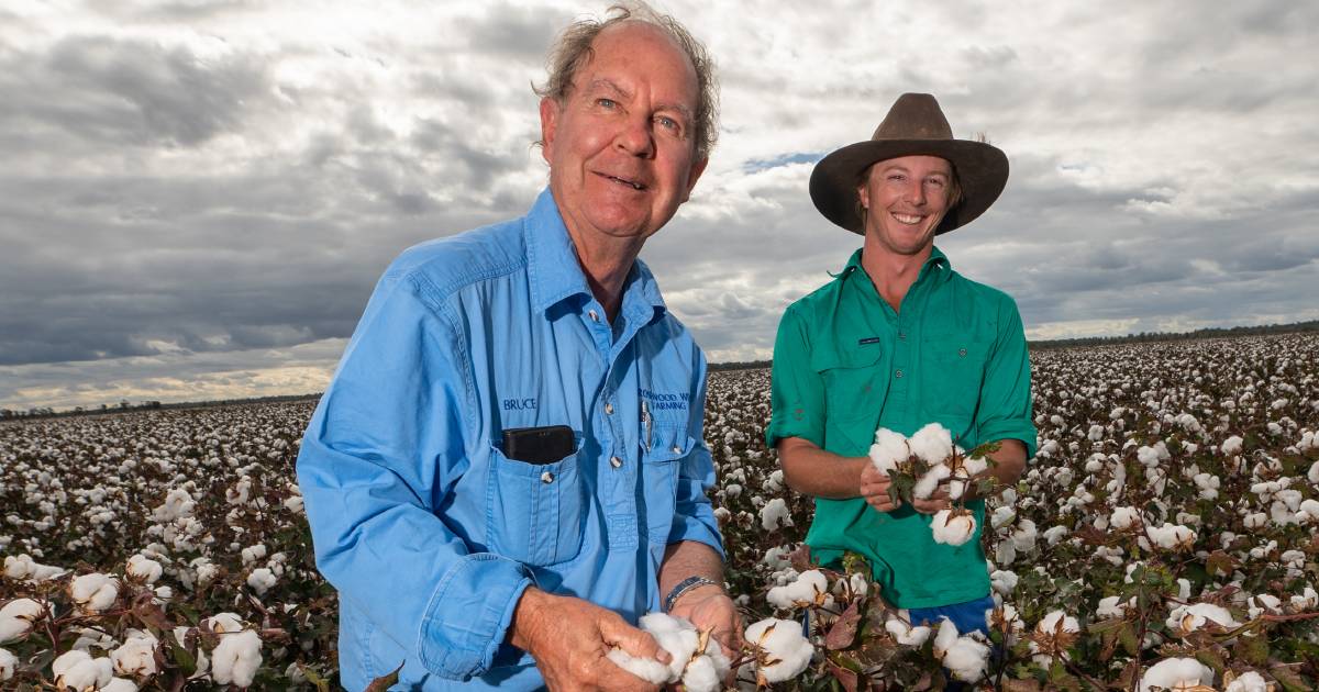 'I'm looking to beat our record of 18 bales/ha'