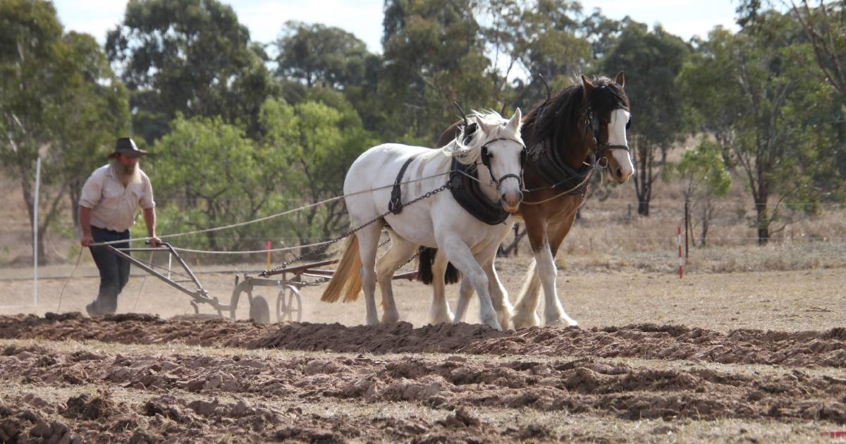 Prestigious Golden Plough draws a big crowd