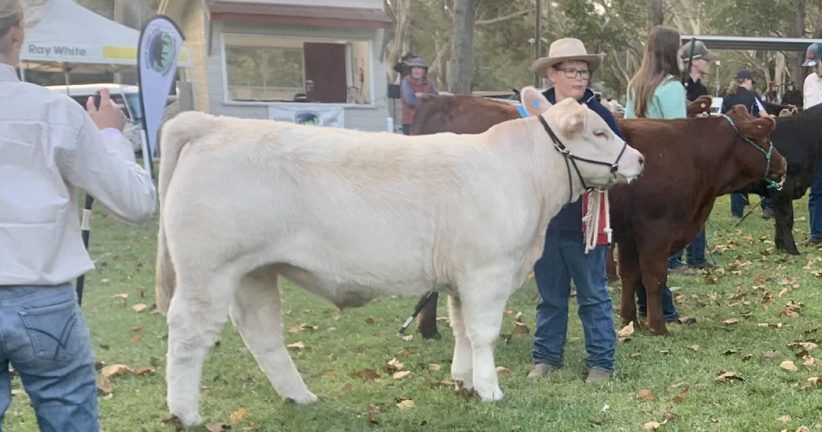 NAC, Bomaderry, Oak Flats, Narooma, Moss Vale, claim champion School Steer Spectacular carcase titles | The Land