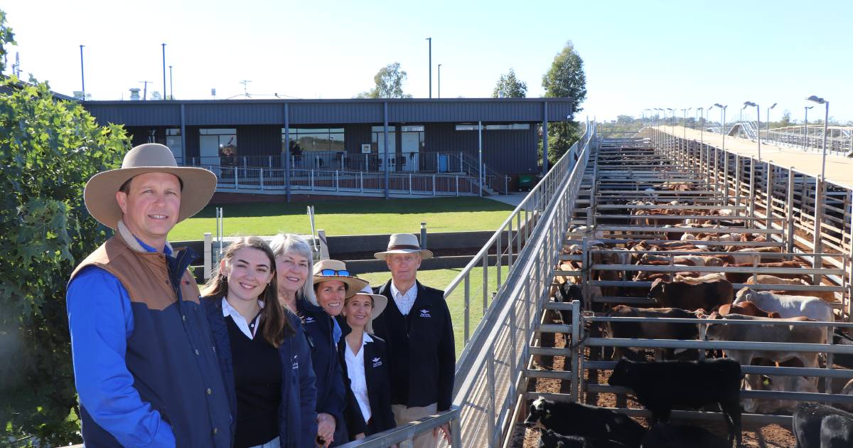 Maranoa Regional Council donates over $44,000 to RFDS via cattle sale | Queensland Country Life