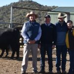 Rosedale Charolais 34th Annual Bull Sale tops at $23,000 | The Land