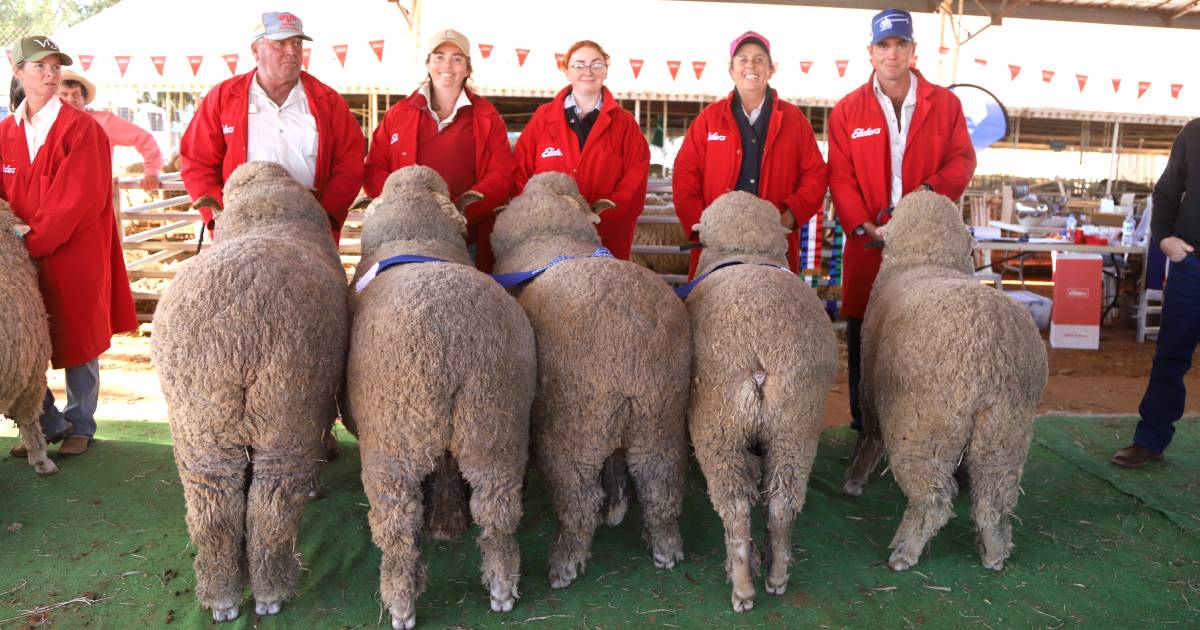 Coban Merino Stud wins Merino breeder’s group ribbon at Charleville | Queensland Country Life