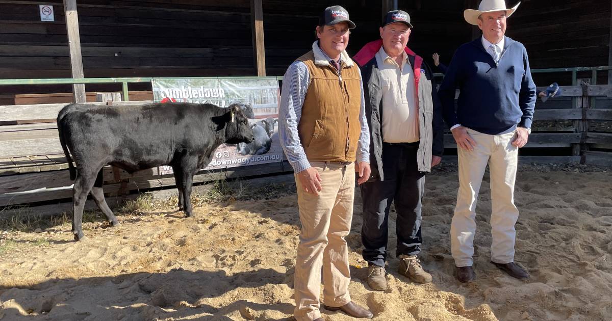 Wagyu bulls with high marbling and high growth trigger careful bidders at inaugural Glen Innes sale | The Land