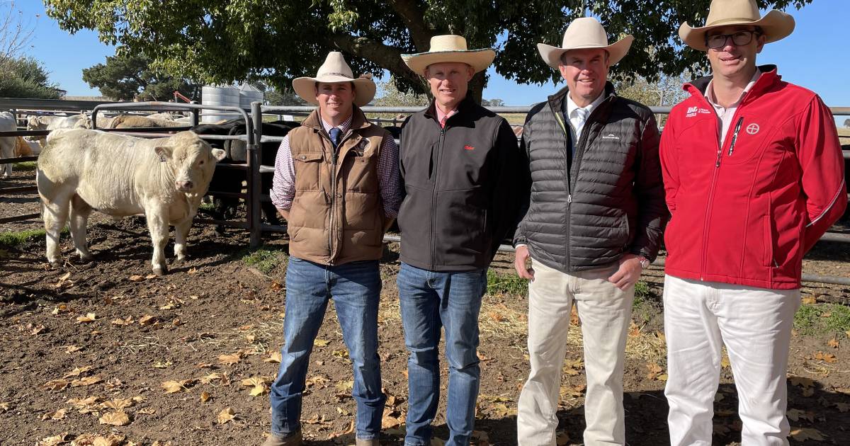 Rosedale Charolais 34th Annual Bull Sale tops at $23,000 | The Land