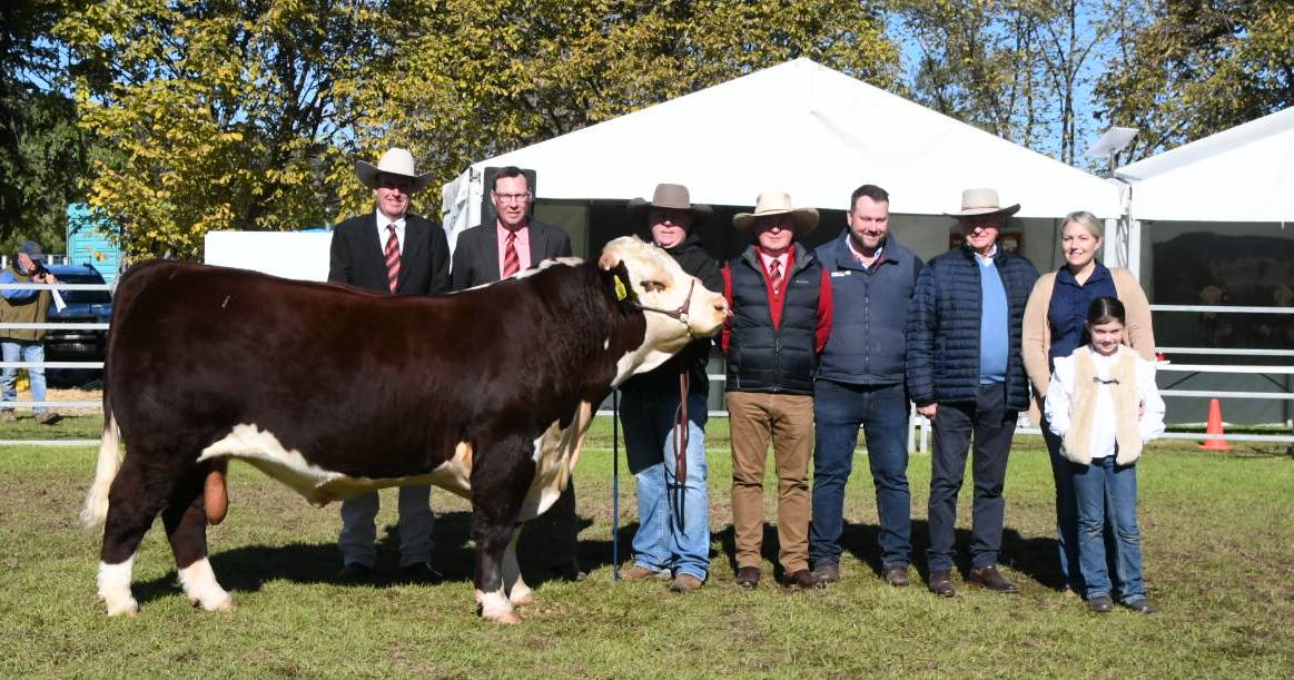 Herefords Australia National Show and Sale top priced bull heading to Queensland | Queensland Country Life