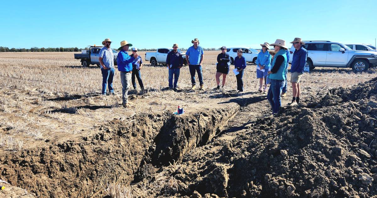 Improving soil carbon under microscope at SQ field days | Queensland Country Life