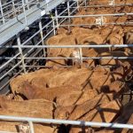 Handy Hillgrove takes steers through to export weights | Video