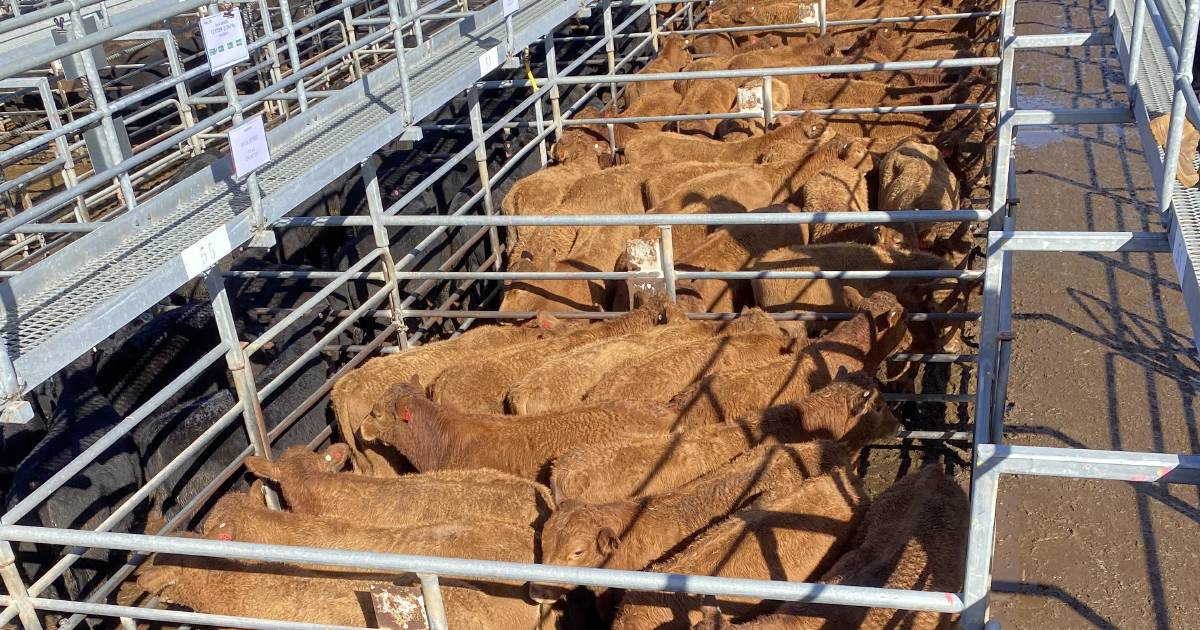 Another great cattle line-up expected at Boyanup